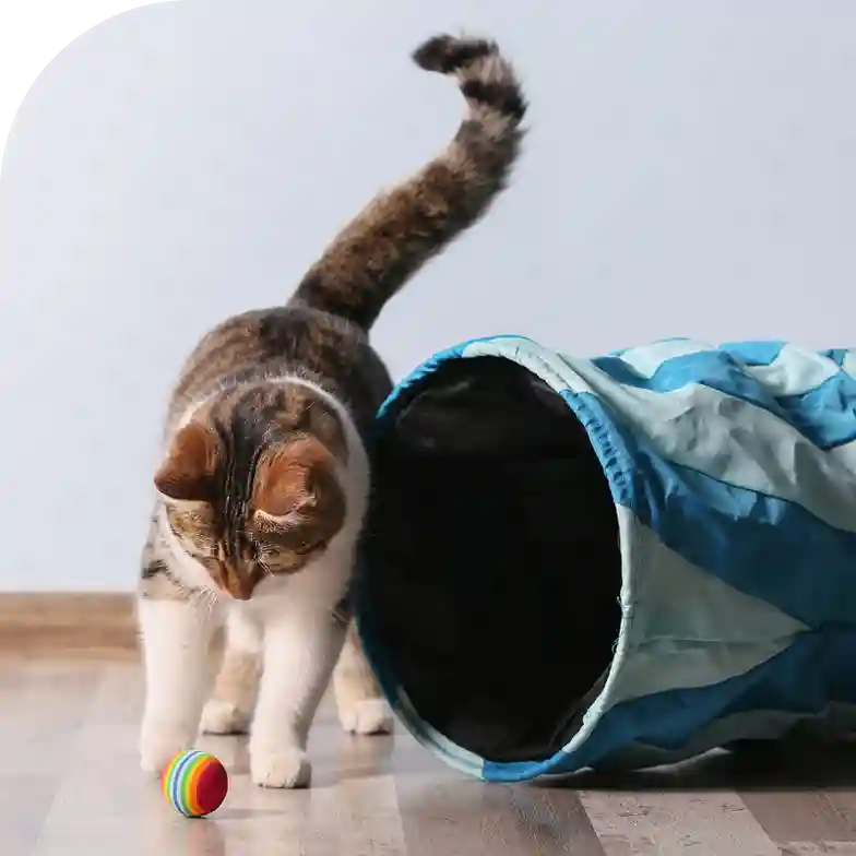 Accessoires et jouets pour chat