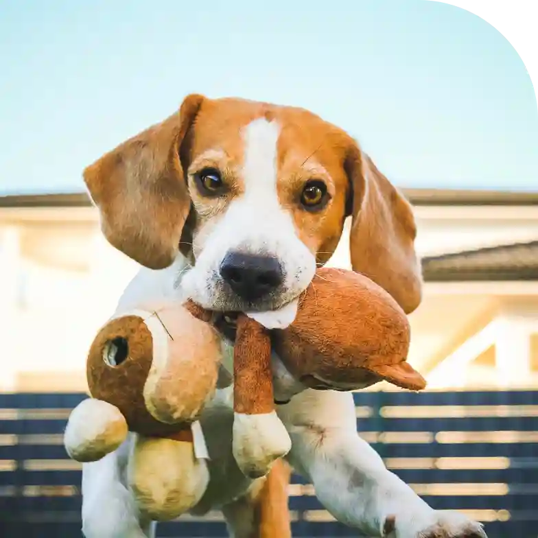 Accessoires et jouets pour chien